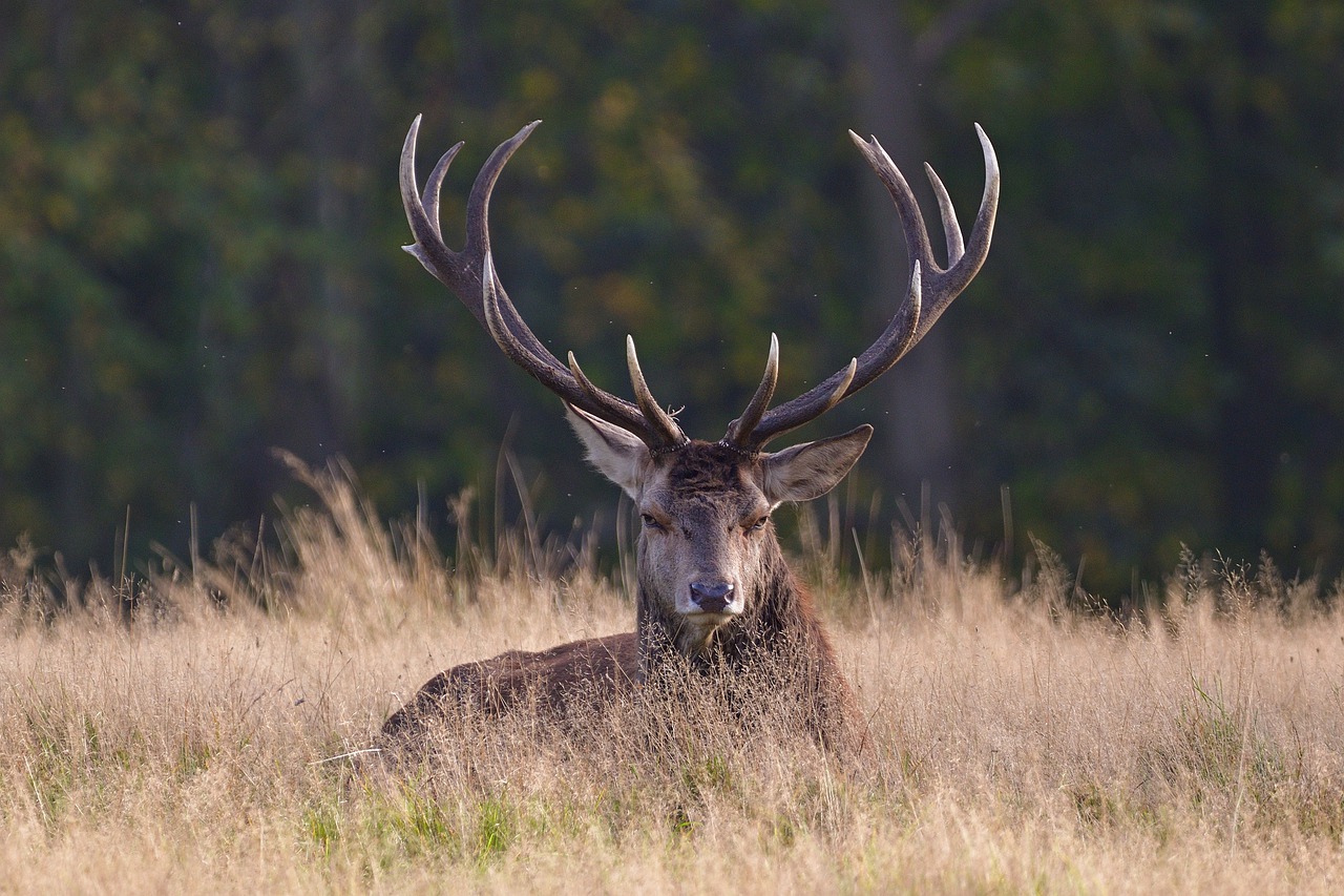 red deer, antlers, meadow-7593206.jpg